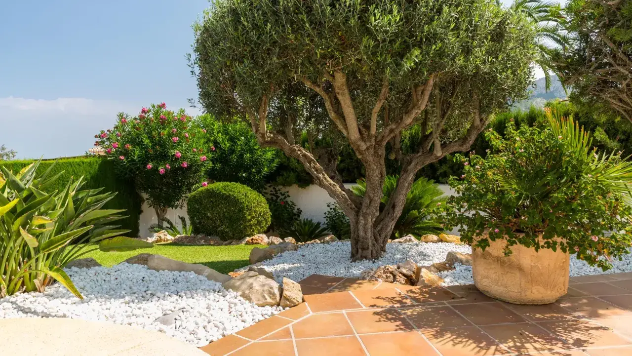 Un jardín mediterráneo con olivo centenario, flores rosas y un diseño de jardines pequeños con grava blanca y terracota.