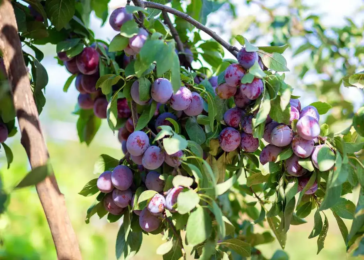Gros plan sur un prunier charg&eacute; de fruits violets et roses, pr&ecirc;ts &agrave; &ecirc;tre cueillis. La taille prunier a bien port&eacute; ses fruits.