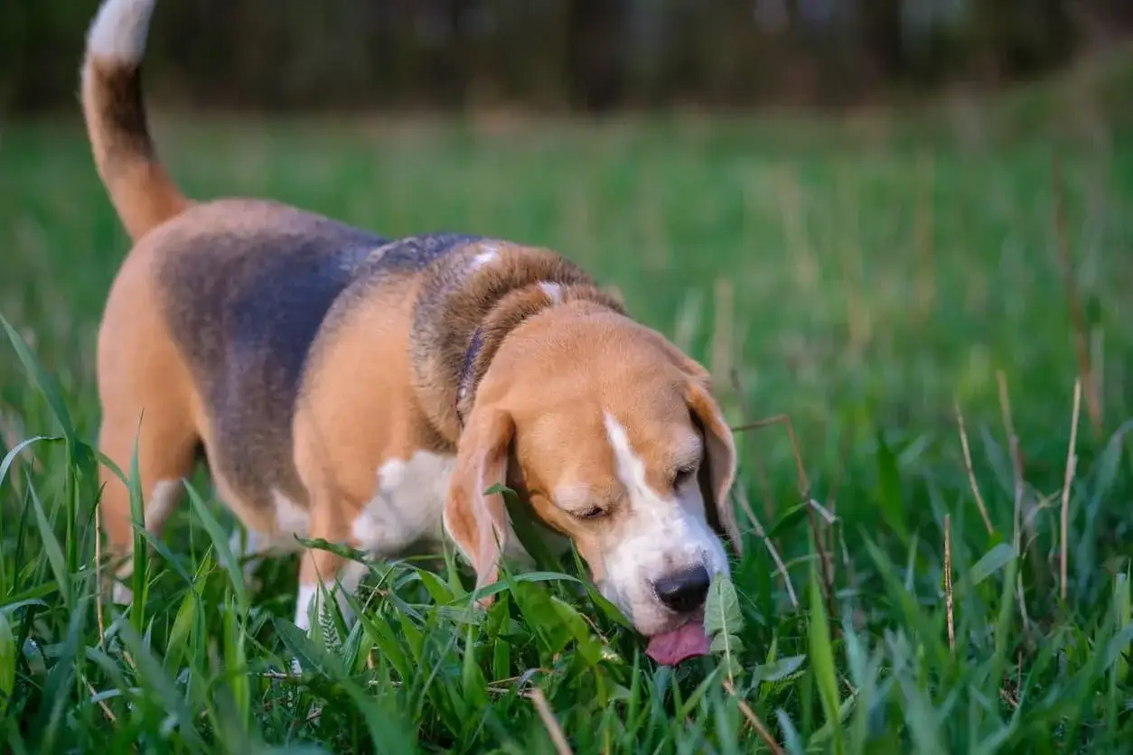 Beagle w trawie, zastanawiasz się, dlaczego pies je trawę? Może szuka ulgi, a może po prostu smakuje mu zielone.
