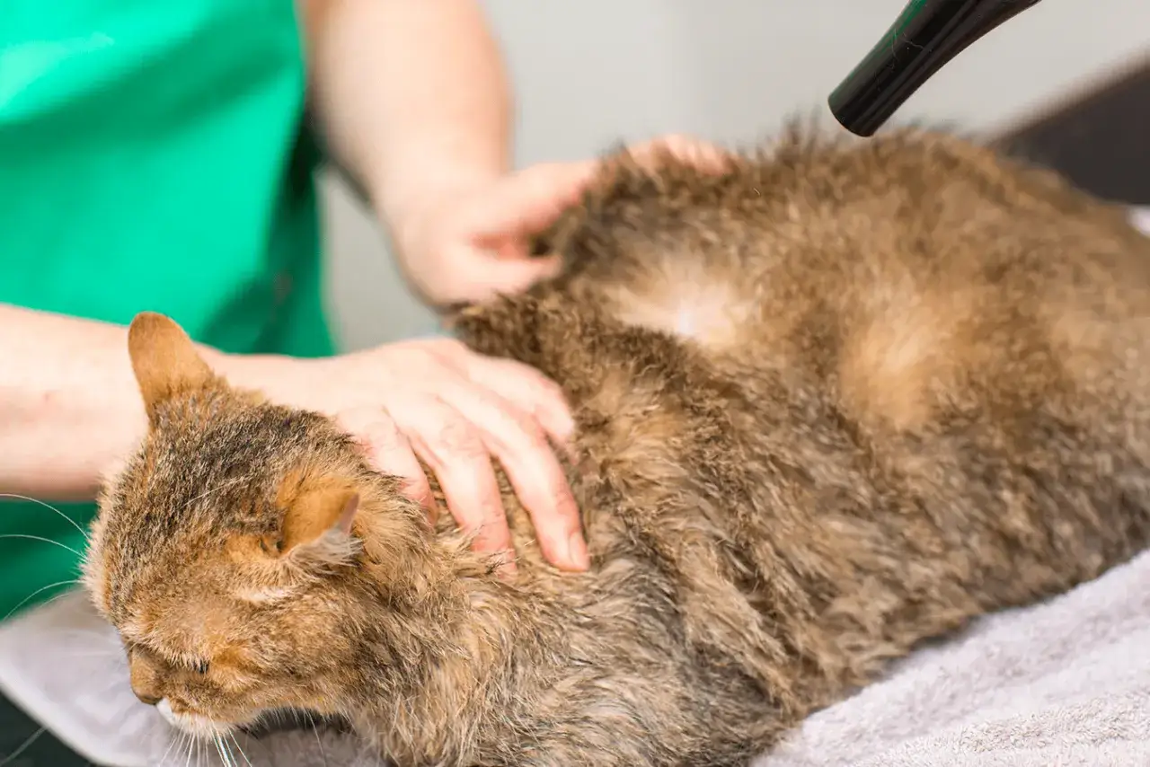 Un chat tigré est séché avec un sèche-cheveux. Une zone de pelade est visible sur son dos, nécessitant des soins attentifs.