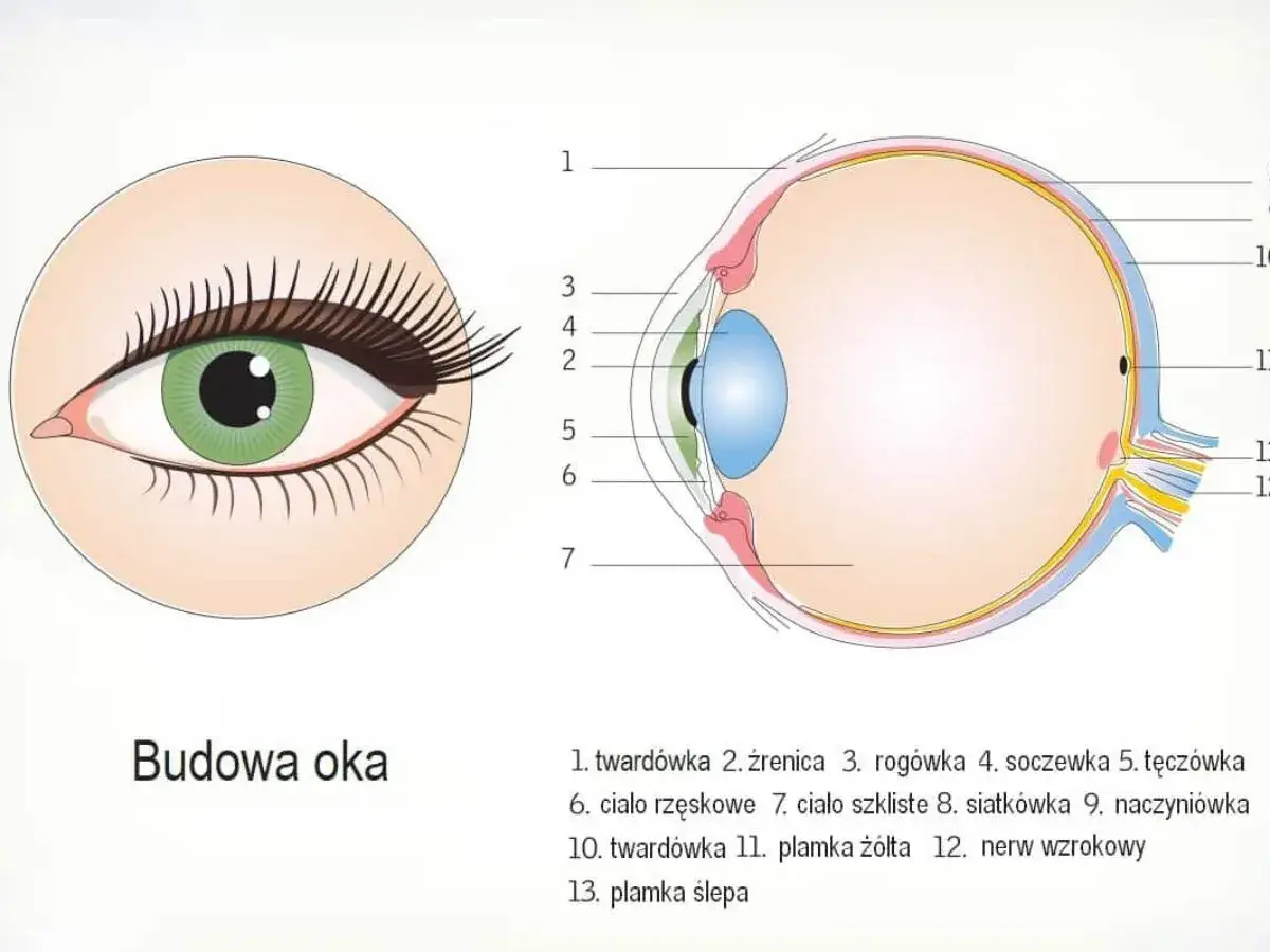 Schemat budowy oka, kluczowego narządu wzroku, z zaznaczonymi elementami jak soczewka, siatkówka i nerw wzrokowy.