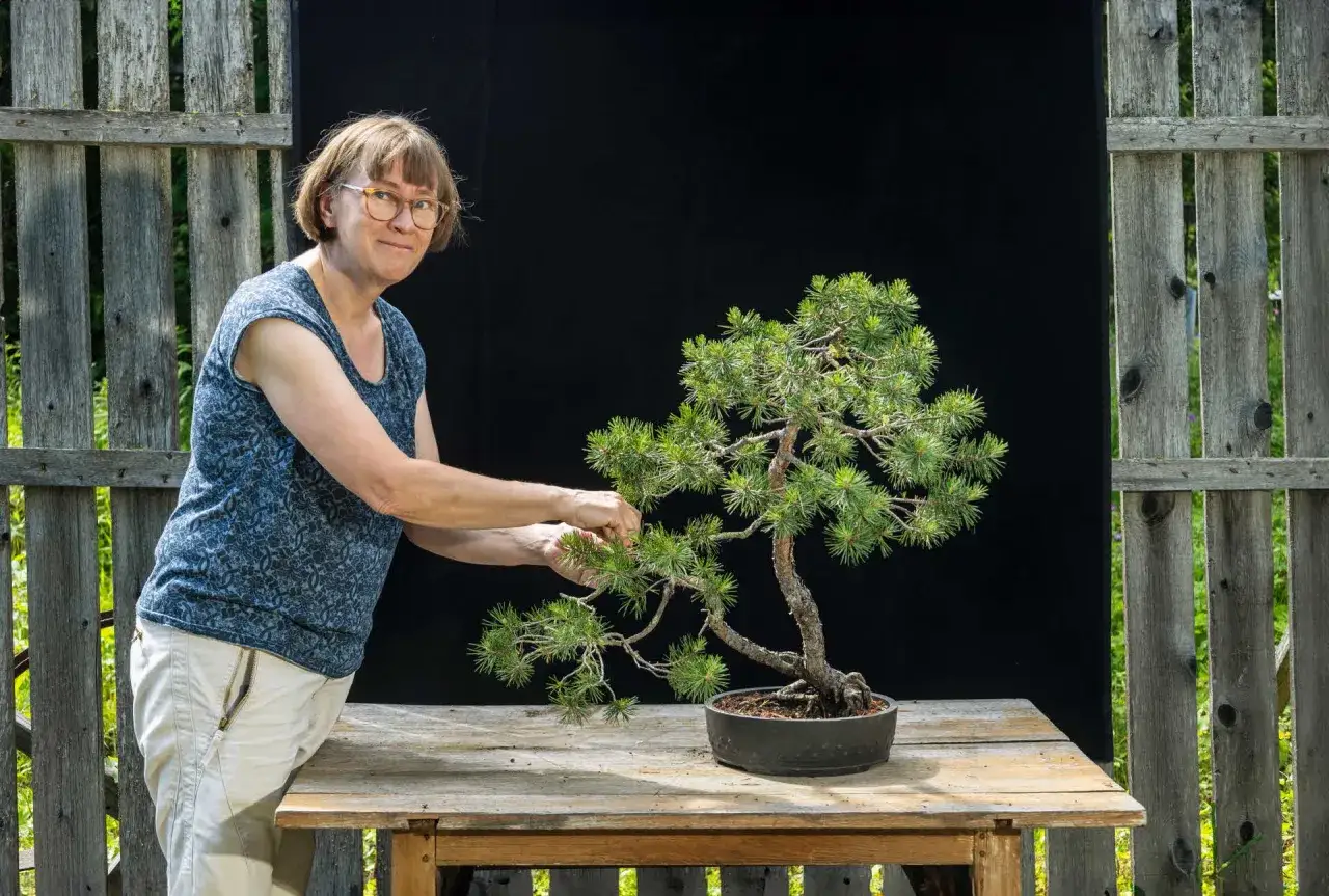 En kvinna med glasögon putsar en vacker bonsai-tall. Trädet står på ett bord framför en svart bakgrund och ett gammalt trästaket.