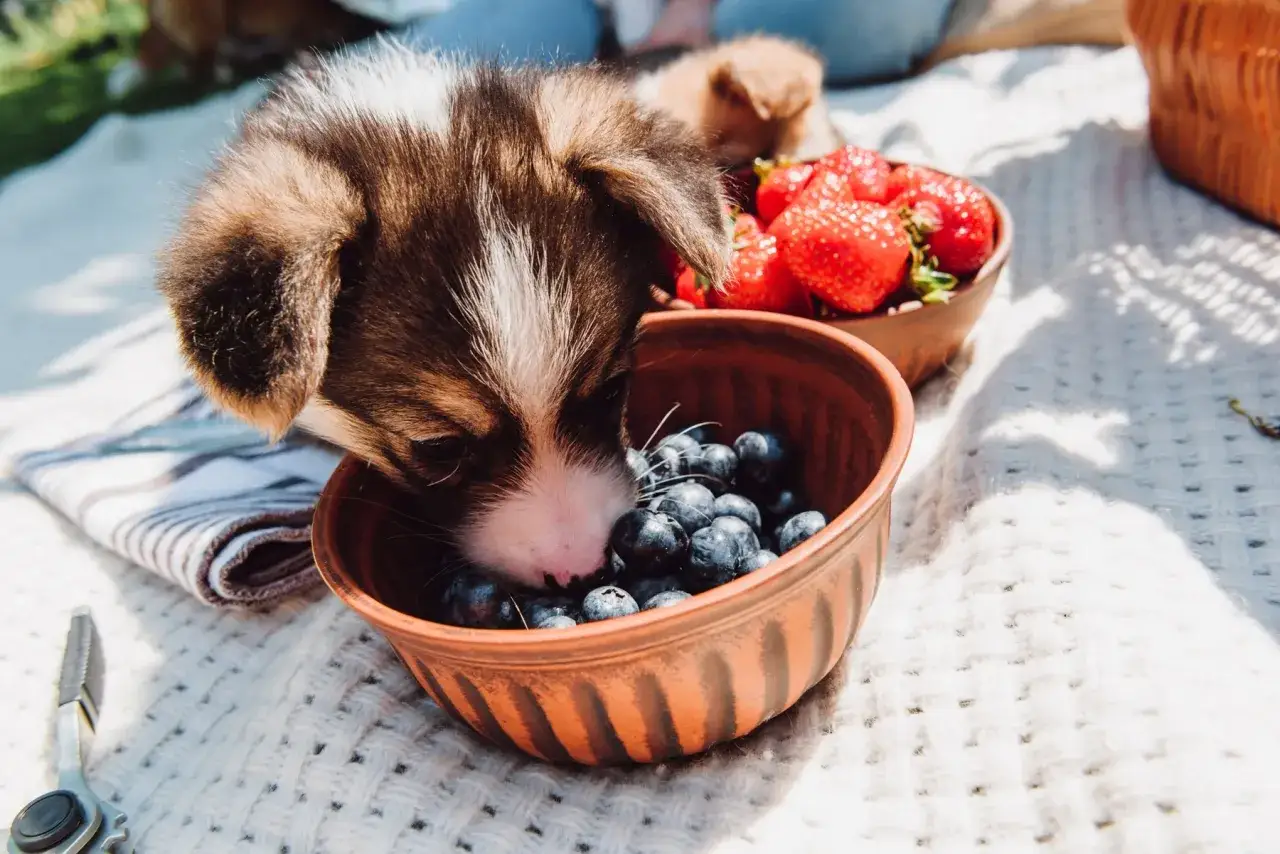 Szczeniak Corgi wącha miseczkę z borówkami, zastanawiając się, czy pies może jeść borówki. Obok miseczka z truskawkami.