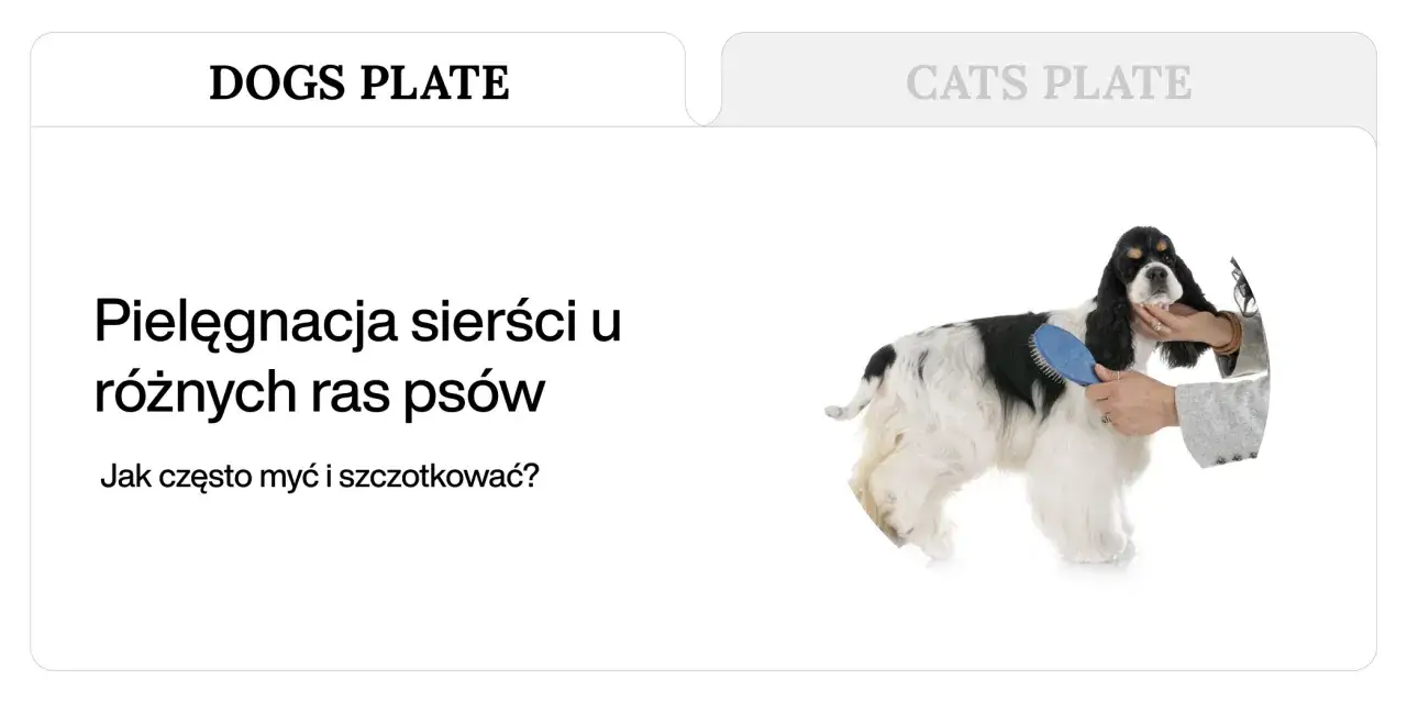 Pielęgnacja długiej, dwukolorowej sierści psa rasy cocker spaniel. Szczotkowanie to klucz do zdrowej sierści.