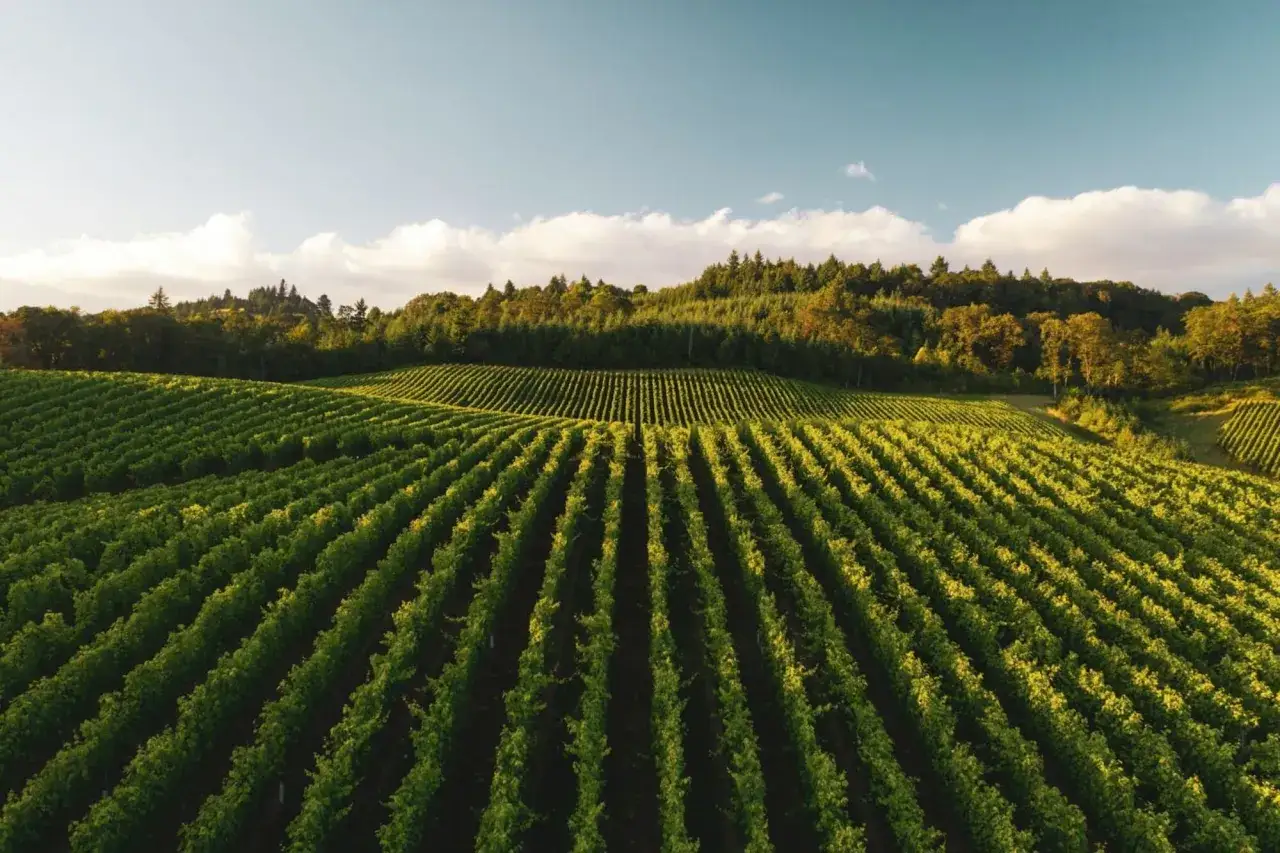 Vastes vignobles verdoyants s'étendant à perte de vue, sous un ciel bleu parsemé de nuages. On imagine la quiétude de la grange des pères, nichée au cœur de ce paysage bucolique.