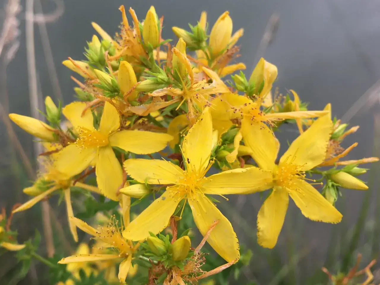 Grappe de fleurs jaunes éclatantes de millepertuis plante, avec des boutons verts et des détails délicats.