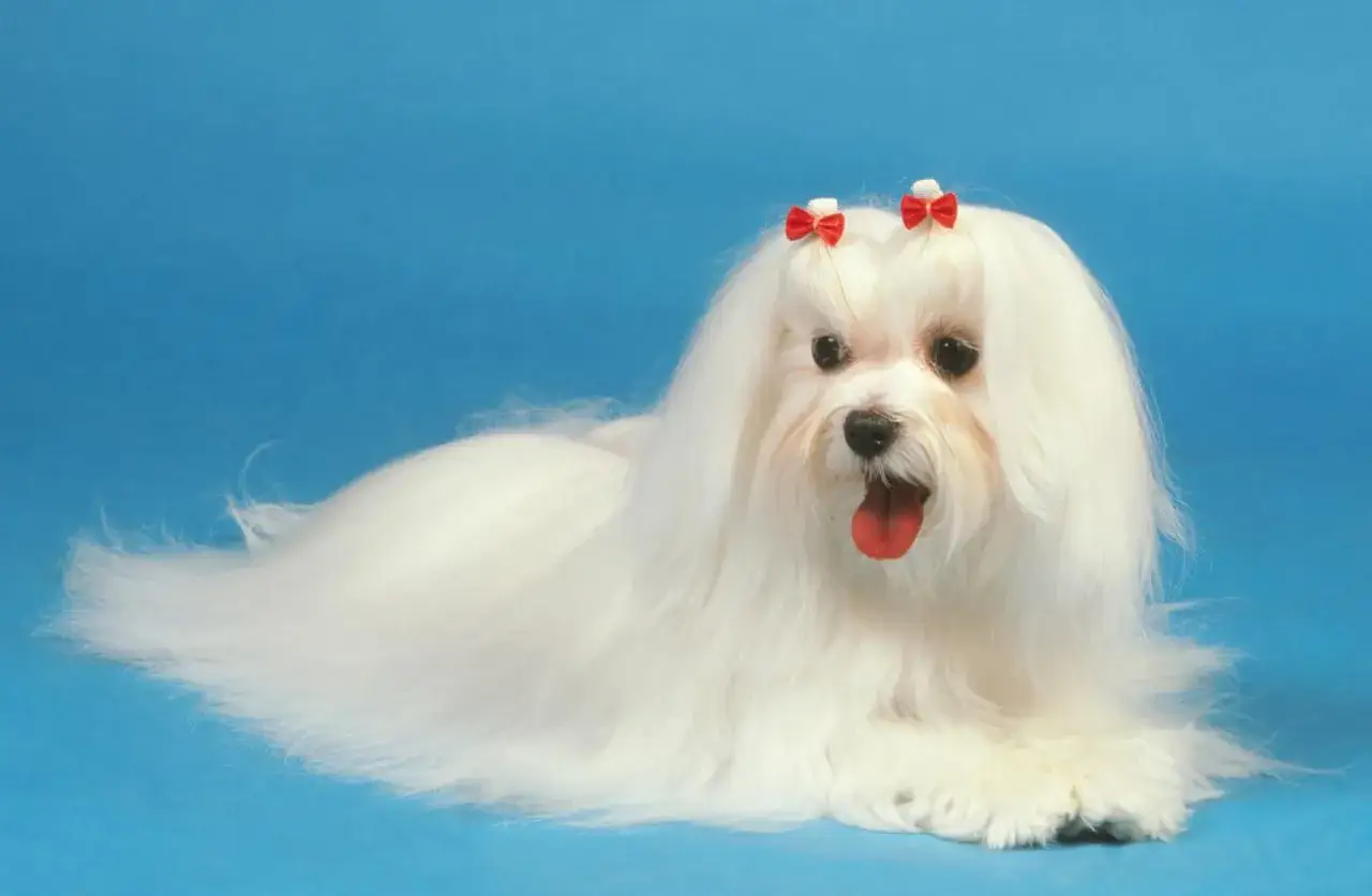 Un adorable bichon maltais, avec ses nœuds rouges, est couché sur fond bleu. Ses longs poils blancs et sa langue rose ressortent. Les inconvénients du bichon maltais incluent le toilettage intensif.