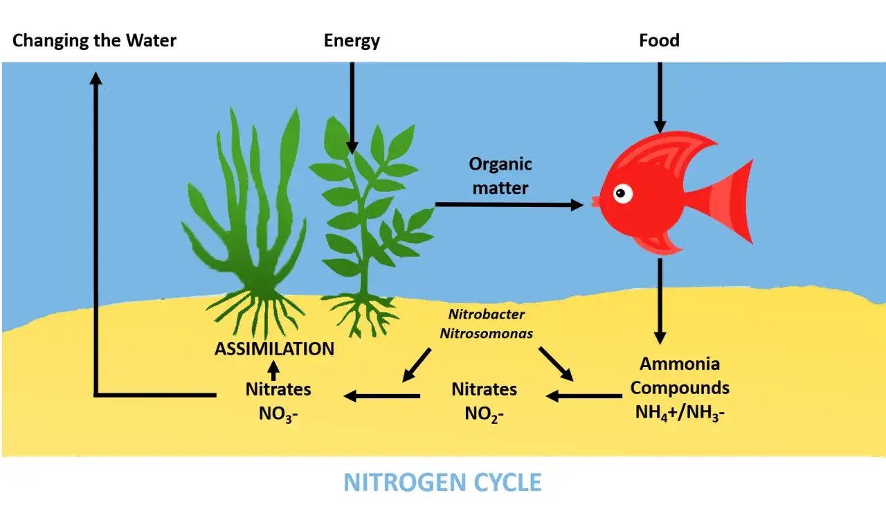 Le cycle de l'azote montre comment les nitrites (NO2-) sont transformés en nitrates (NO3-) par des bactéries, essentiels pour les plantes aquatiques.