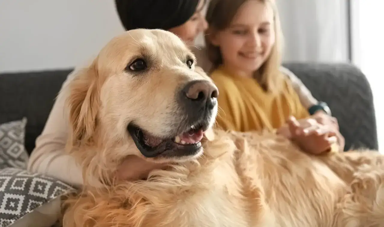 Uśmiechnięta dziewczynka i osoba obejmują złotego labradora. Pies wygląda na zadowolonego, leżąc na kanapie.