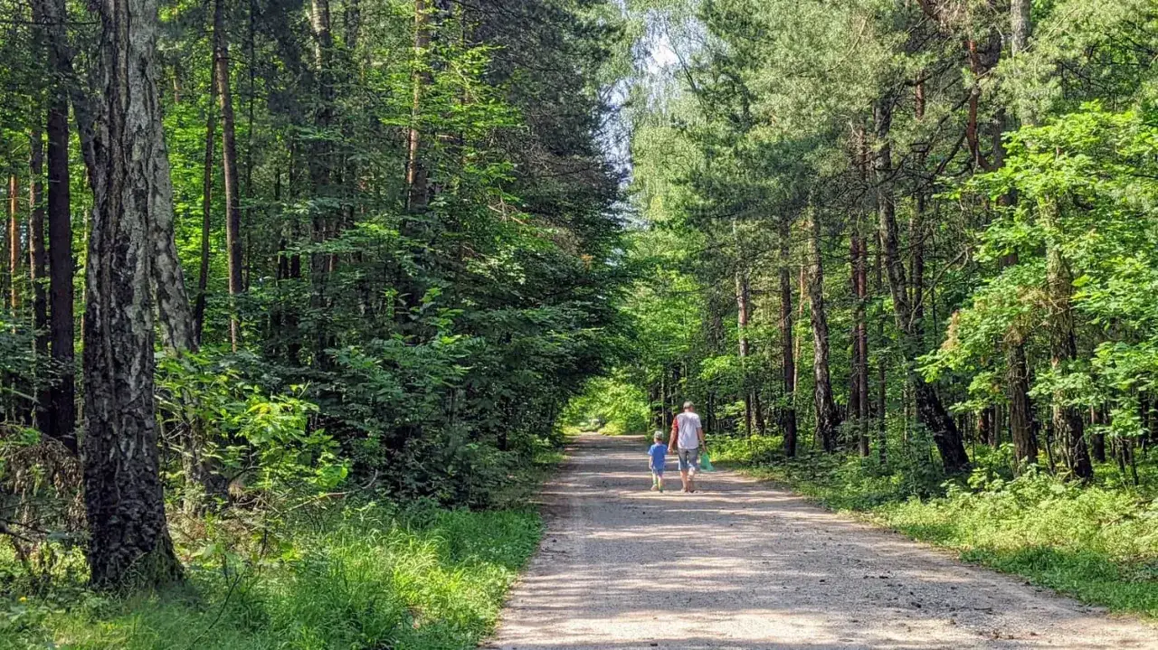 Spacer po puszczy dulowskiej. Ojciec z synem idą leśną drogą, otoczeni zielenią drzew.
