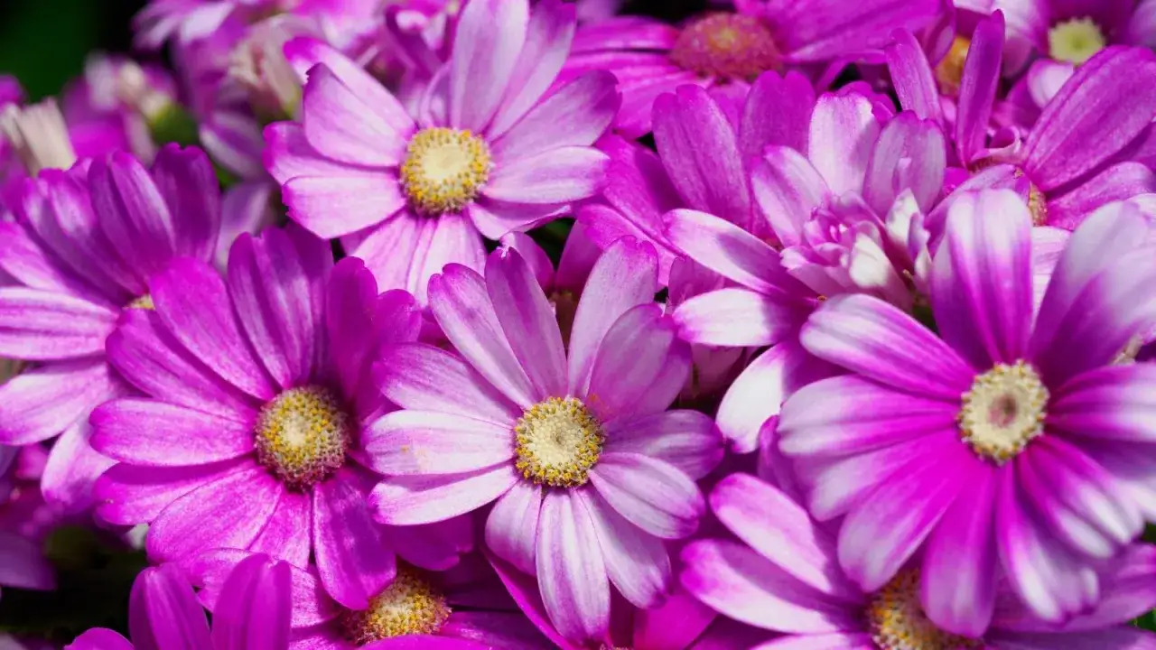 Gros plan sur des fleurs roses et blanches, un bouquet de cinéraire des fleuristes, aux cœurs jaunes vifs.