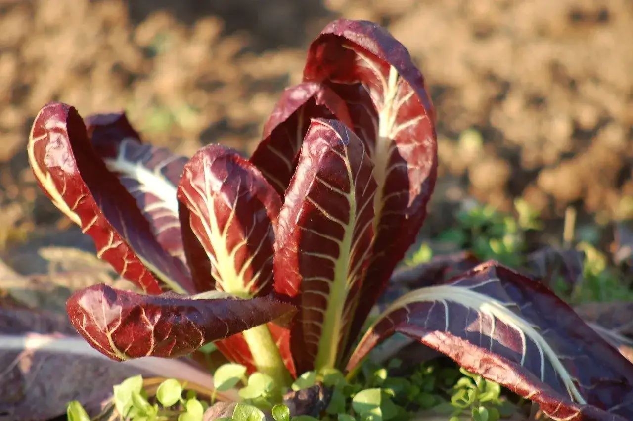 Radicchio rosso, con le sue foglie croccanti e venature bianche, annuncia la stagione perfetta per gustarlo fresco.
