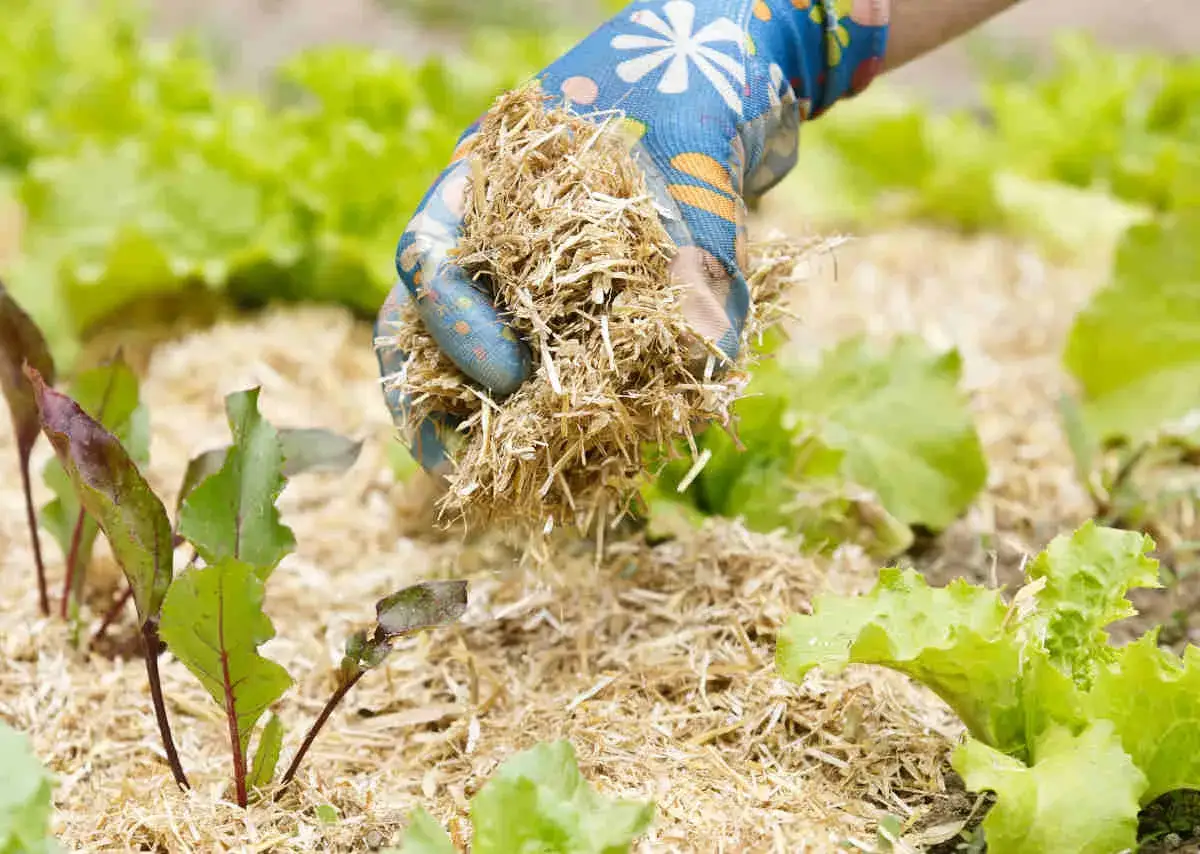 Une main gantée dépose du paillage potager autour de jeunes plants de salades et de betteraves pour les protéger.