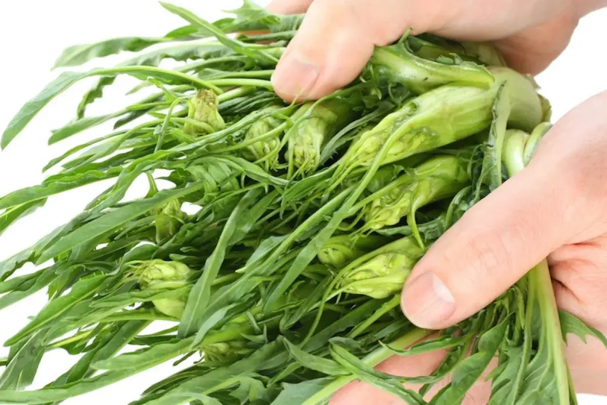 Mani che stringono un fascio di cicoria selvatica, pronta per essere cucinata in padella.