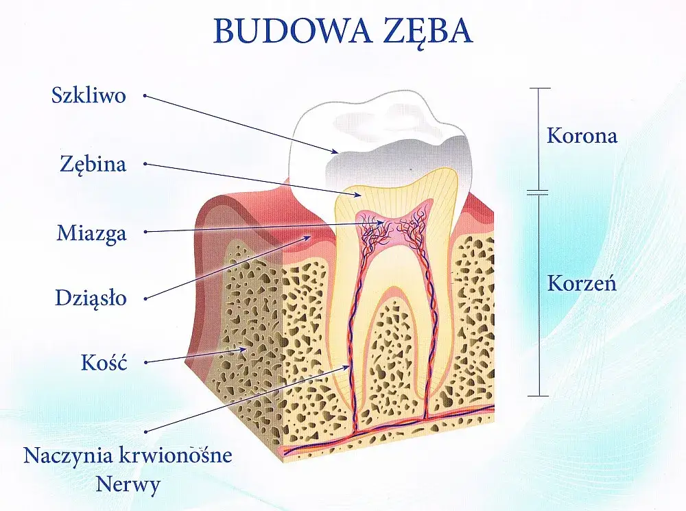 przekrój zęba schemat budowa