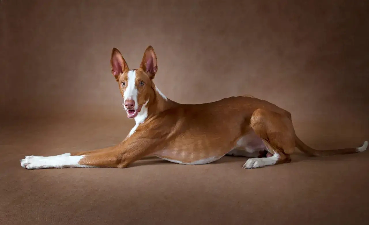 Elegancki podenco z Ibizy, o rudym umaszczeniu i białych skarpetkach, leży na brązowym tle, patrząc w obiektyw z otwartym pyszczkiem.