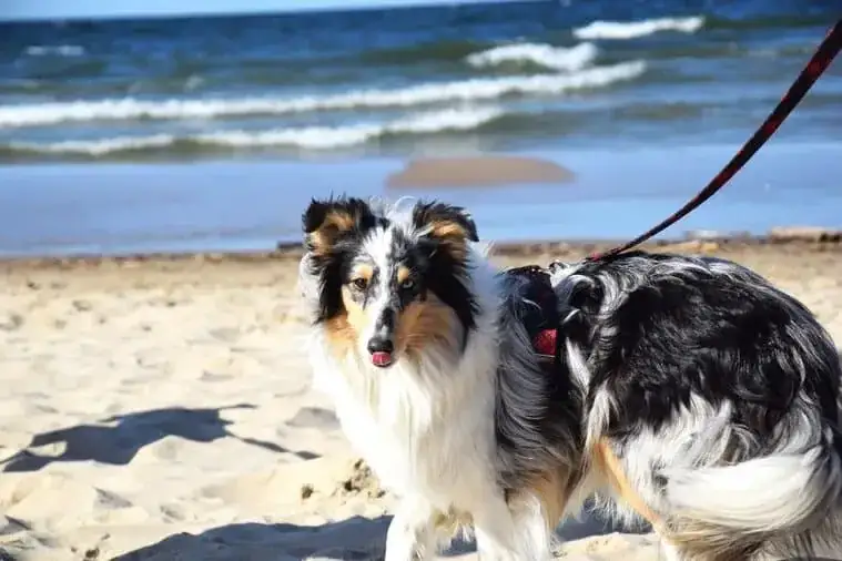 Piękny owczarek szetlandzki, zwany też szkockim, na piaszczystej plaży.