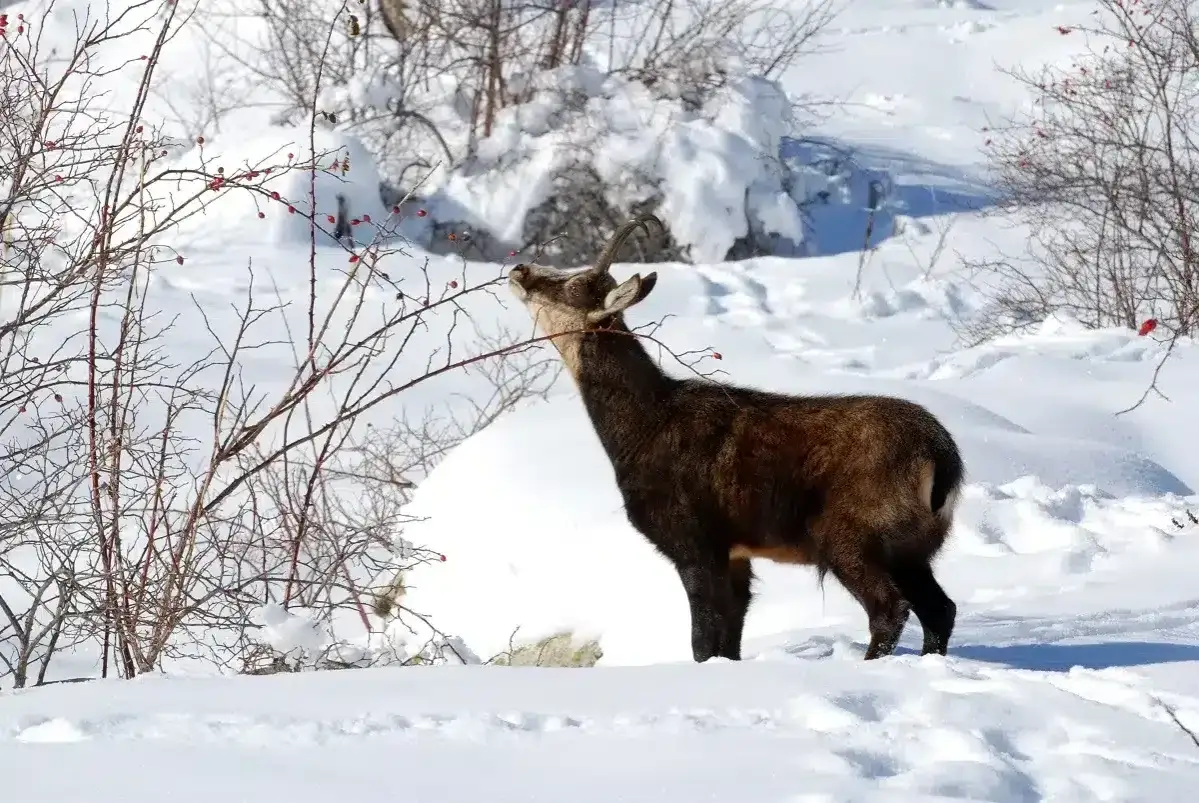 Un chamois brun cherche sa nourriture sur des branches enneig&eacute;es, un bel animal hivernal.