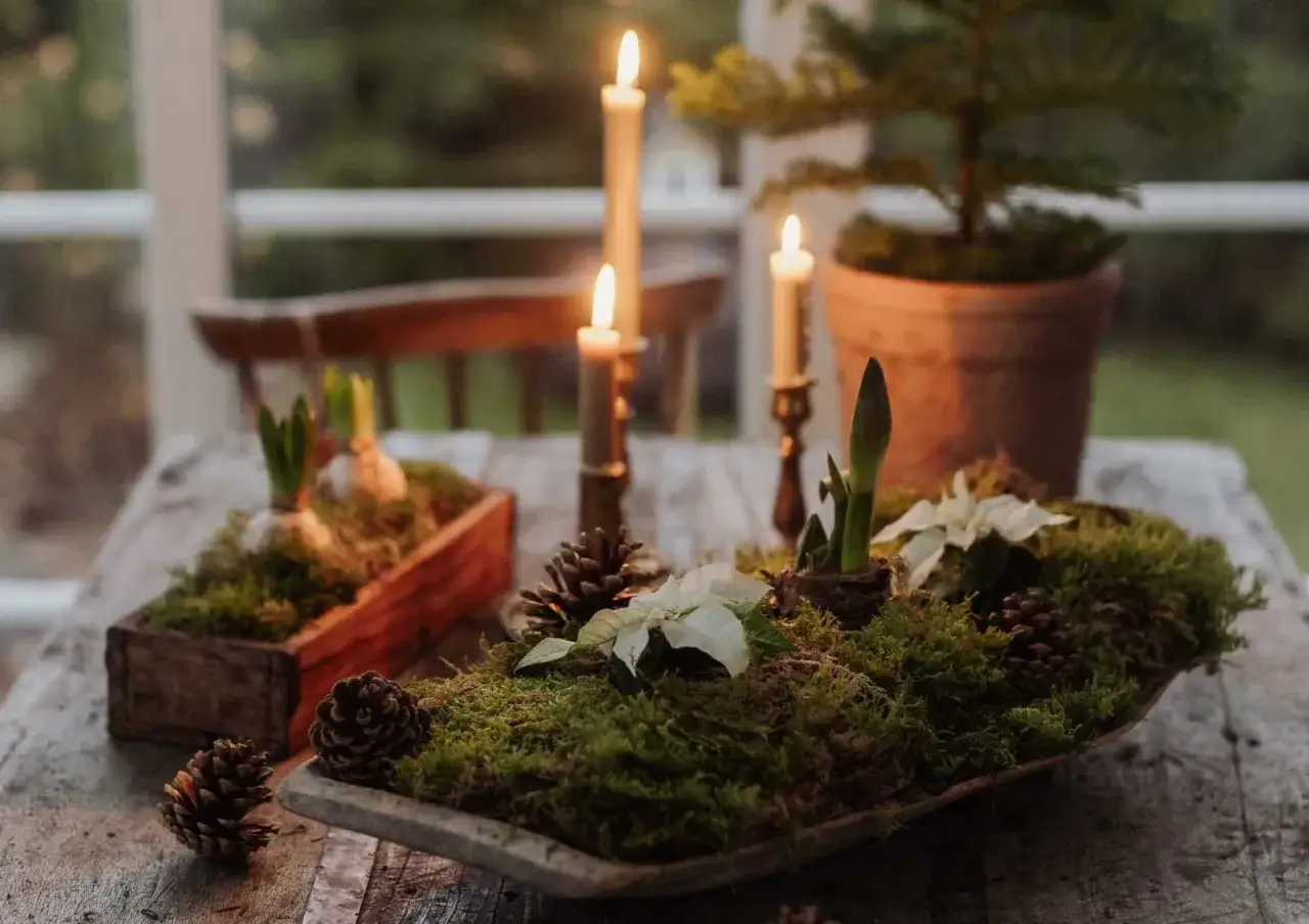 Vackra julblommor i kruka, omgivna av mossa och kottar, med t&auml;nda ljus som skapar en mysig julst&auml;mning.