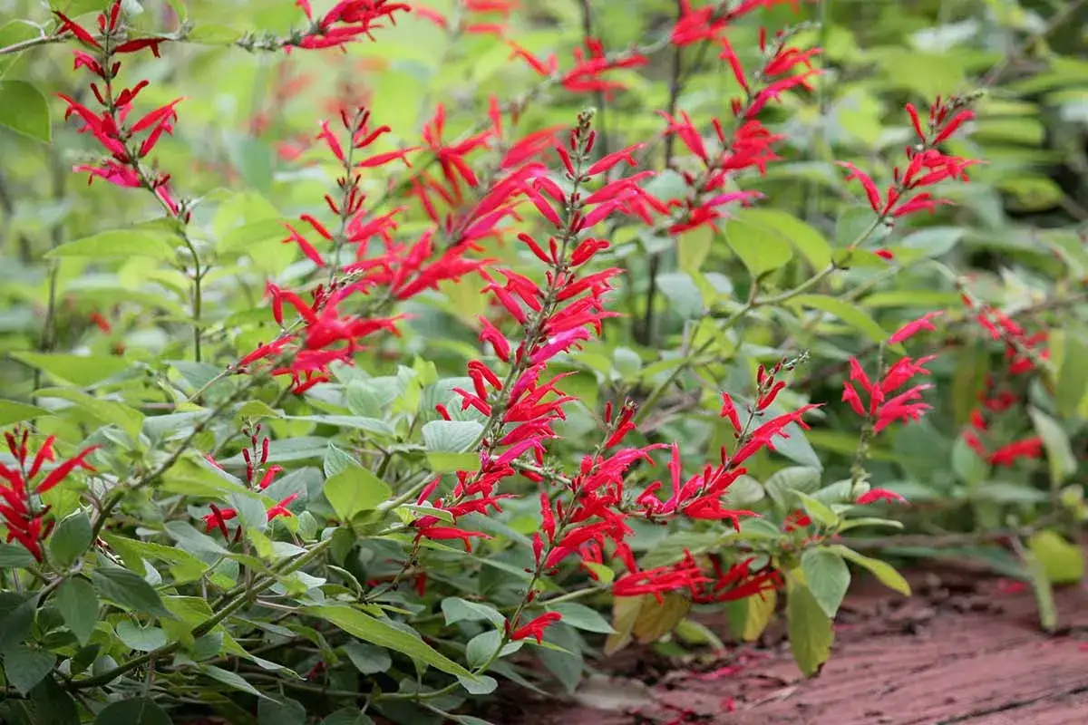 Vibrant red pineapple sage flowers bloom, hinting at their culinary and medicinal uses.