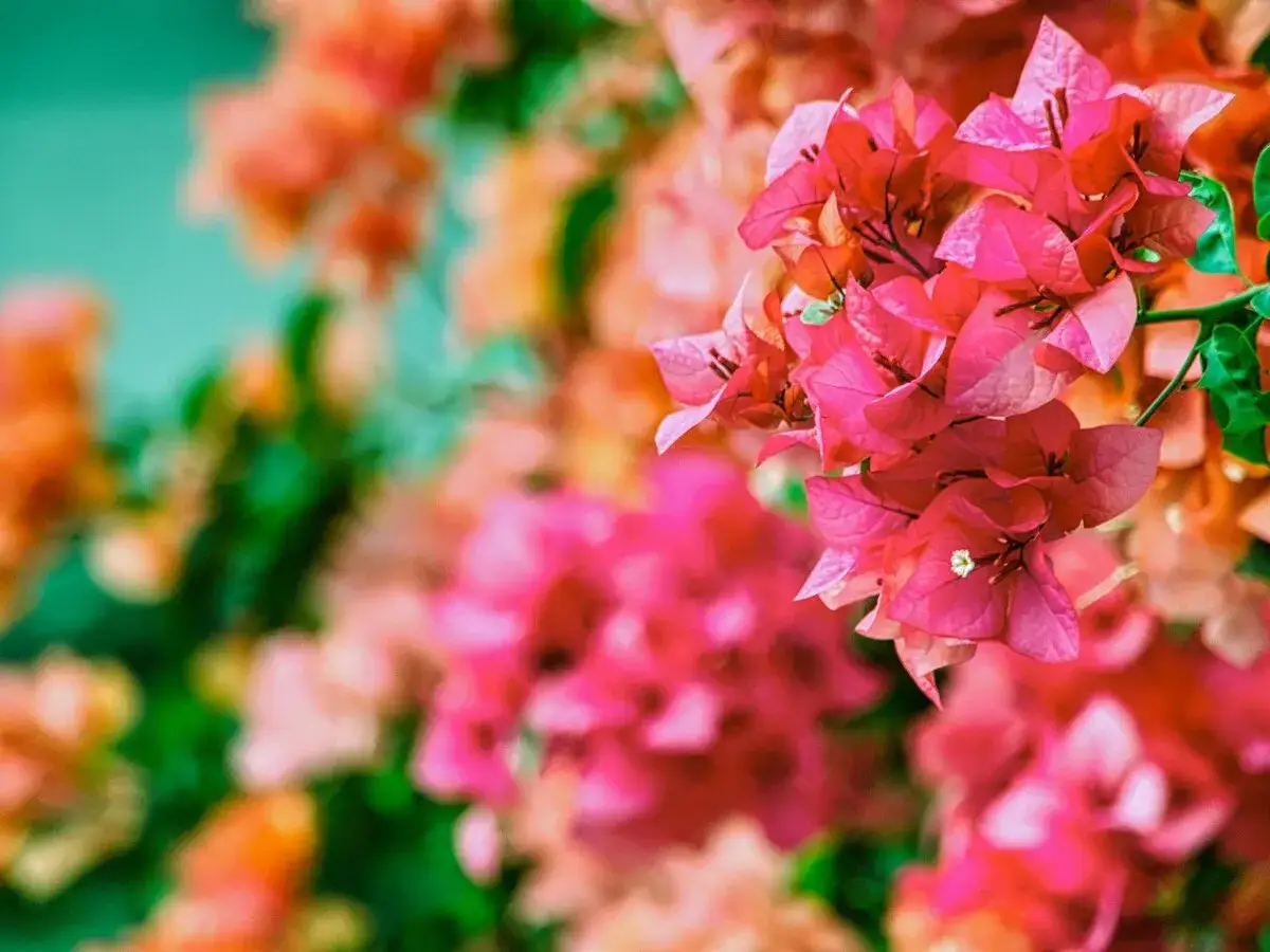 Flores vibrantes de buganvilla, perfectas para podar en verano. Los tonos rosados y anaranjados crean un espect&aacute;culo visual.