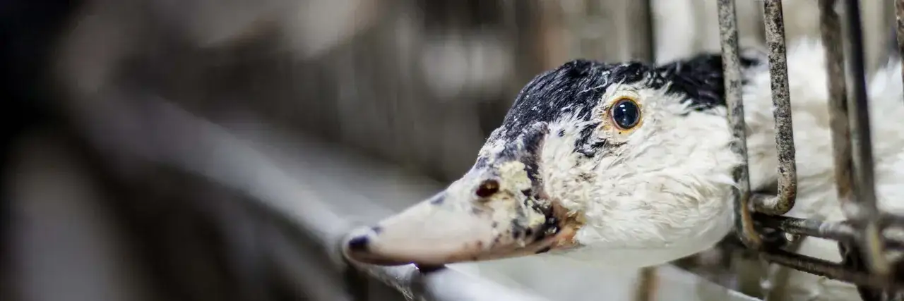 Un pato enjaulado, con el ojo visible, nos recuerda de donde viene el foie.