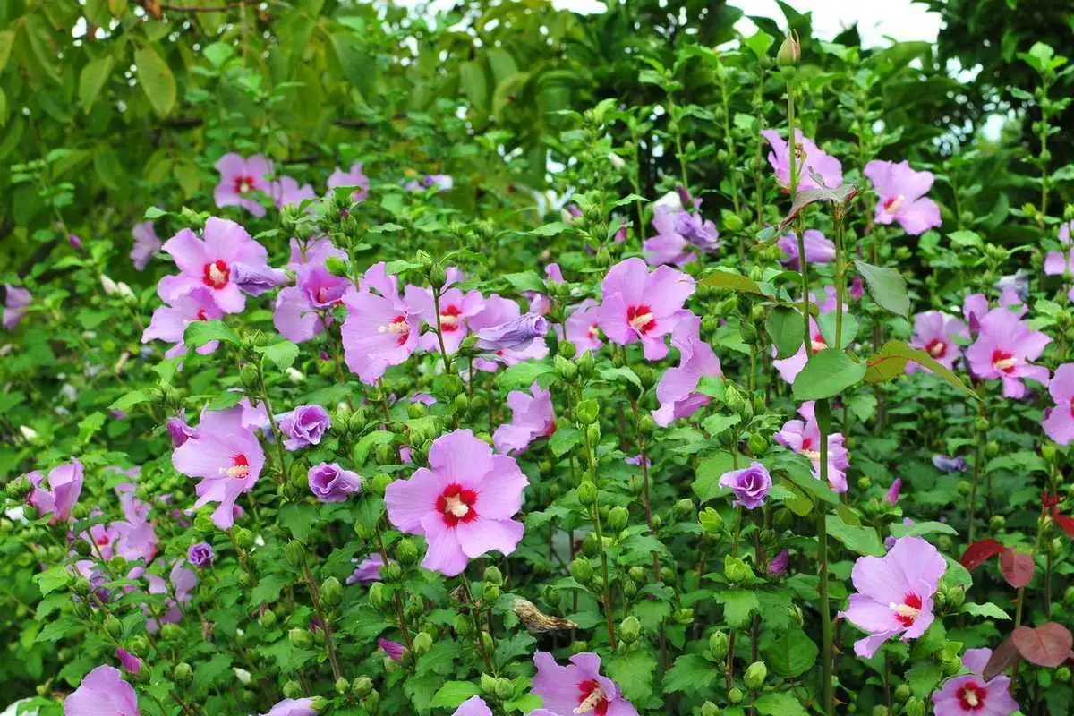 Un parterre de fleurs de *Hibiscus syriacus* aux teintes lilas et roses, avec des cœurs rouges vifs, s'épanouit sous le soleil.
