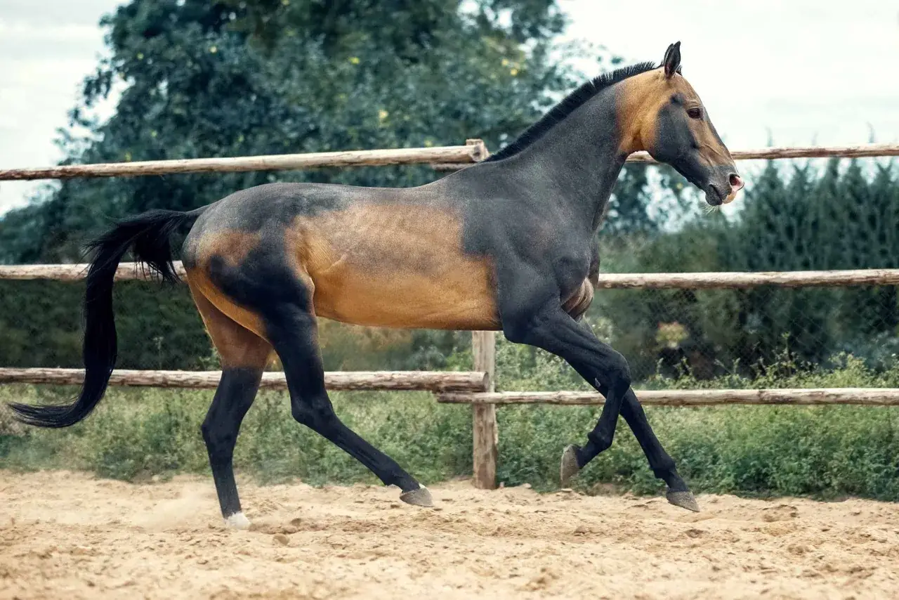 Ein elegantes Akhal-Teke-Pferd mit goldbraunem und schwarzem Fell galoppiert auf sandigem Boden.