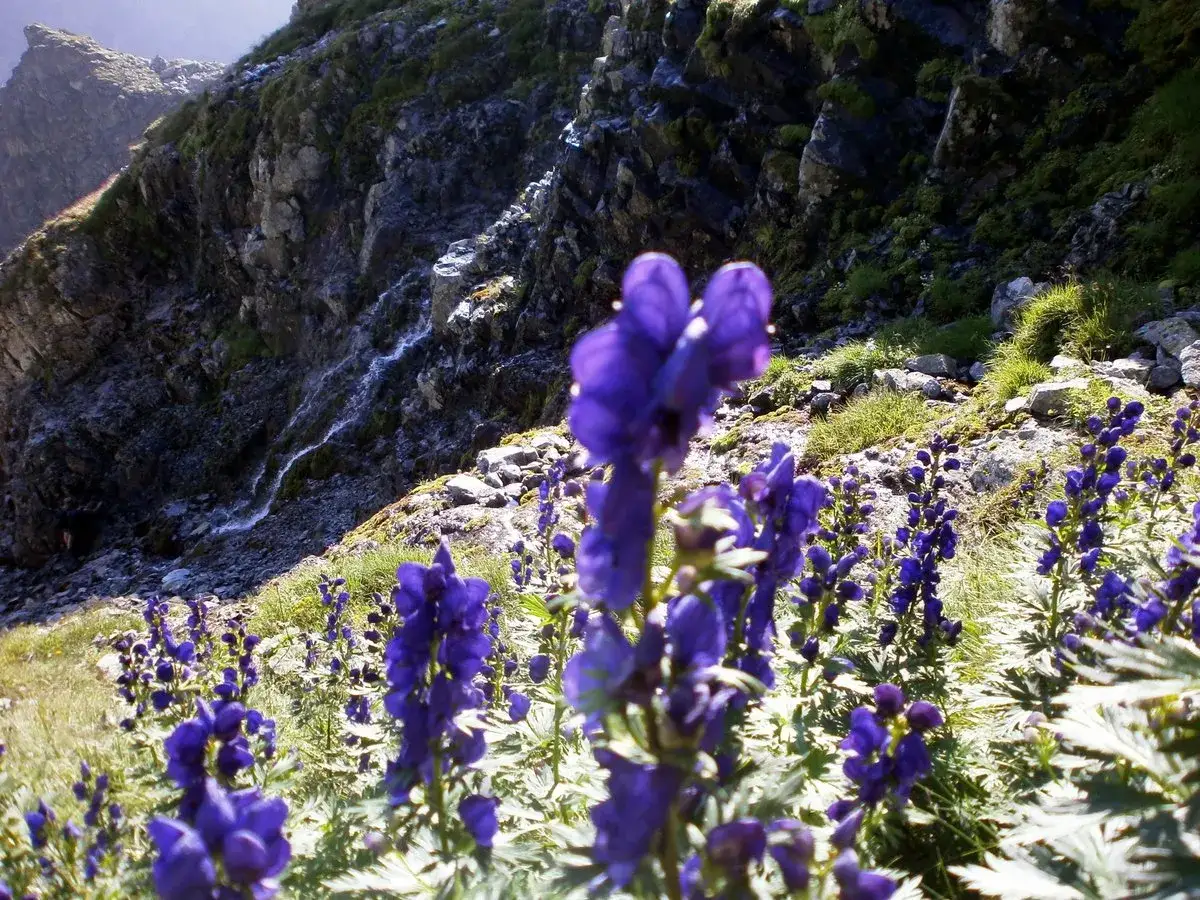 Flora i fauna Tatry Wysokie Rysy
