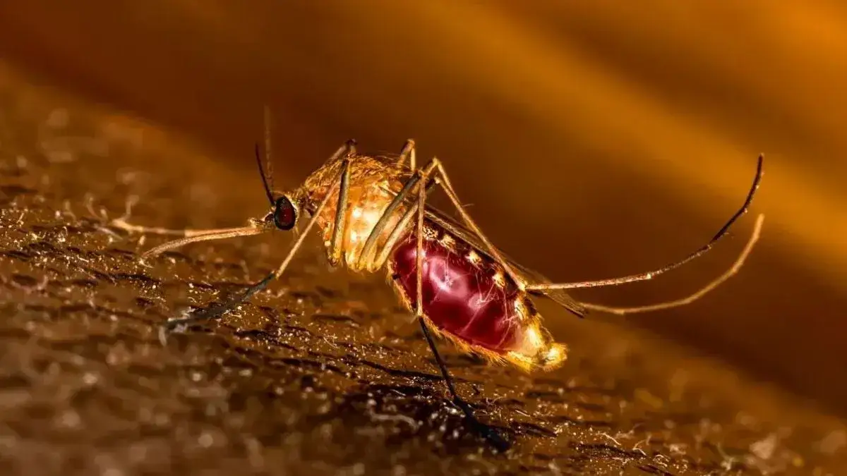 komary Brazylia choroby, szczepienia Brazylia