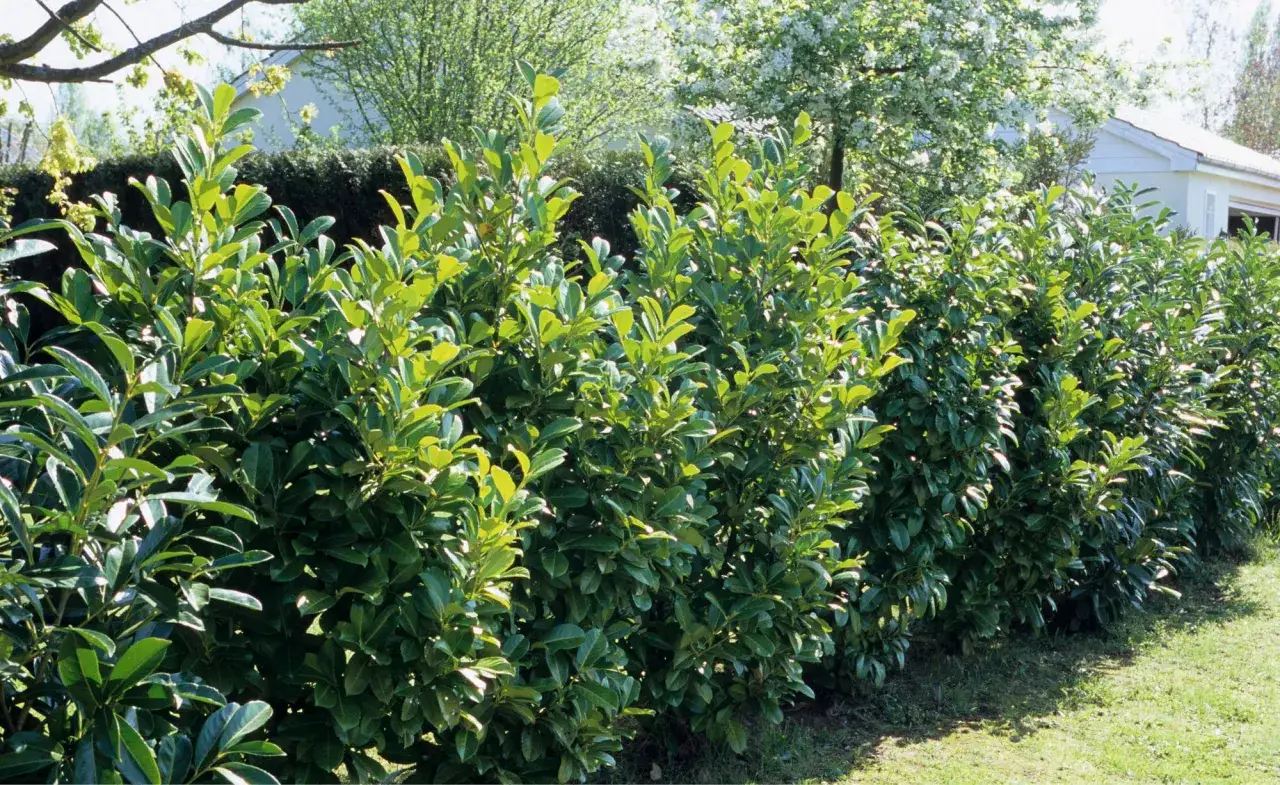 Dichte Hecke aus kirschlorbeer ohne beeren, mit glänzenden, dunkelgrünen Blättern. Im Hintergrund ein Haus und blühende Bäume.