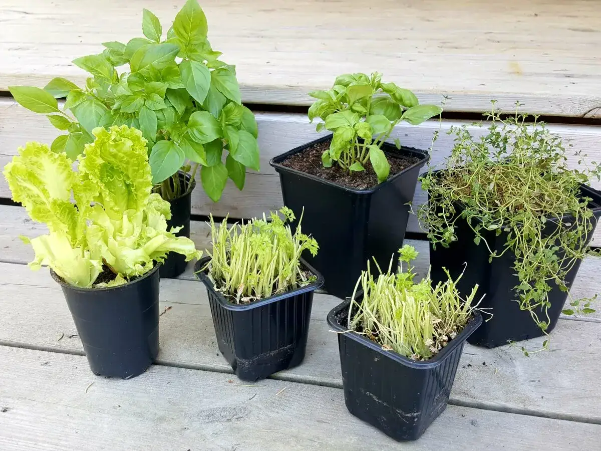 Sallad i kruka inomhus, tillsammans med basilika och timjan, ger färska örter och grönt året runt.