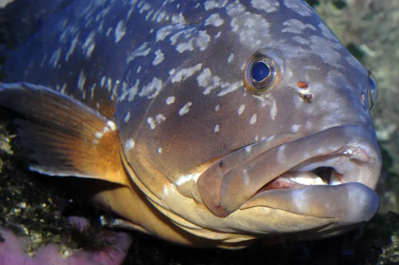 Primo piano di una cernia maculata, con la bocca semiaperta e l'occhio blu intenso che scruta l'oscurità sottomarina.