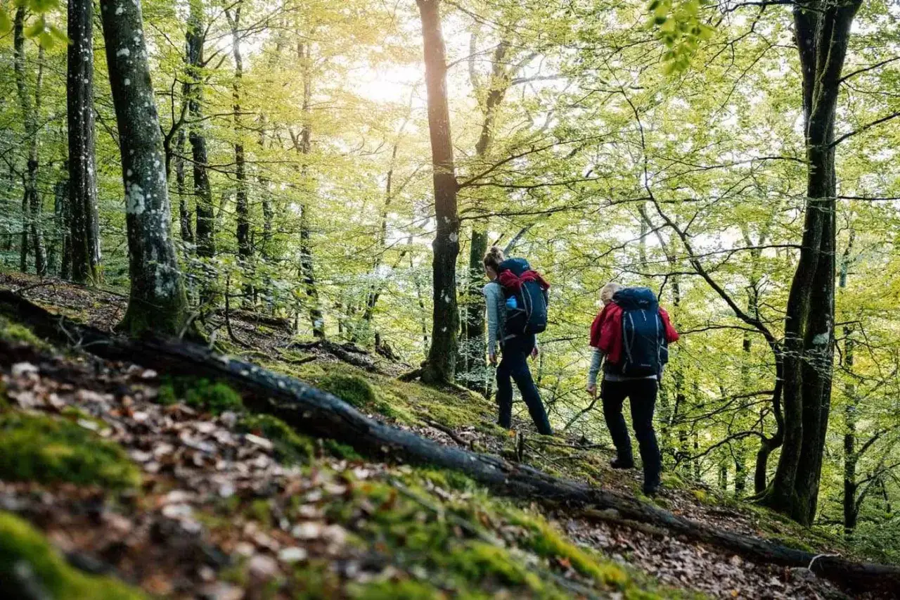 Tv&aring; personer med ryggs&auml;ckar vandrar uppf&ouml;r en mossig skogsstig. Solen lyser genom tr&auml;den. En h&auml;rlig dag att vandra Upplandsleden.