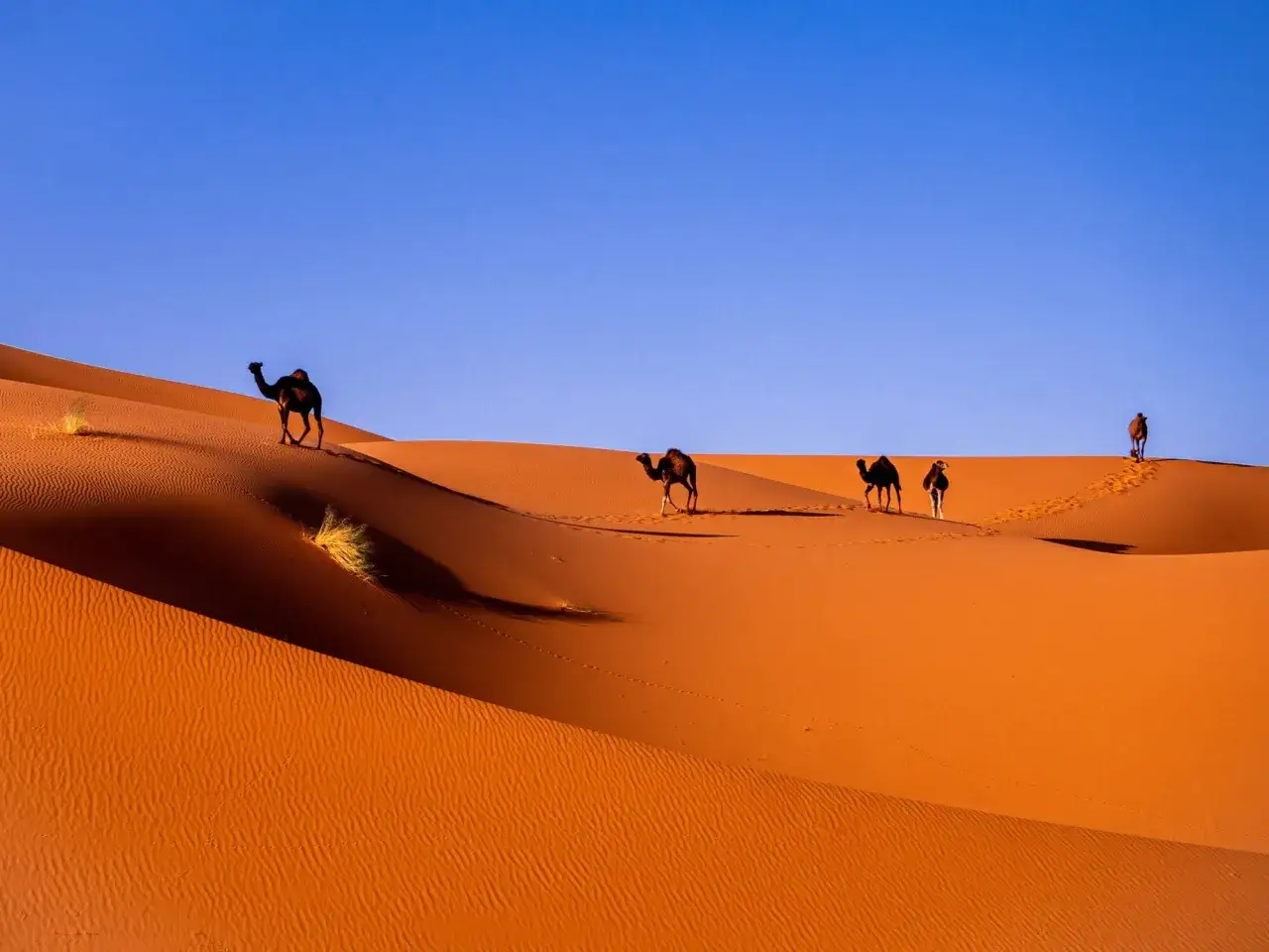 Dunas anaranjadas bajo un cielo azul intenso. Un grupo de camellos camina en fila, dejando huellas en la arena. La imagen evoca la aventura de viajar solo a Marruecos.