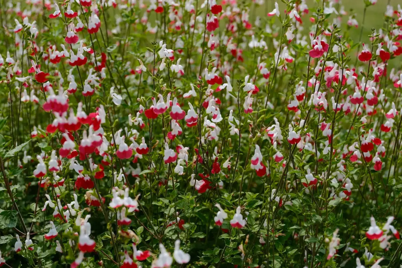 Un parterre de sauge arbustive aux fleurs bicolores rouge et blanc, évoquant une douce brise d'été.