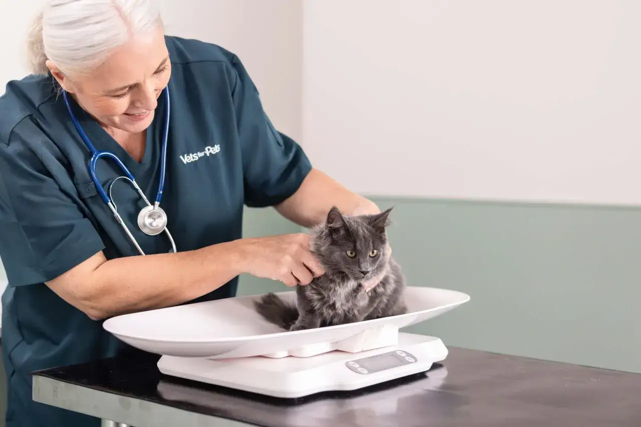 A vet weighs a fluffy grey cat on a digital scale, monitoring its progress in cat losing weight.