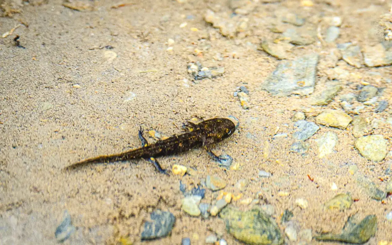 Un bébé salamandre d'eau, encore juvénile, se déplace sur un fond sablonneux parsemé de petits cailloux.