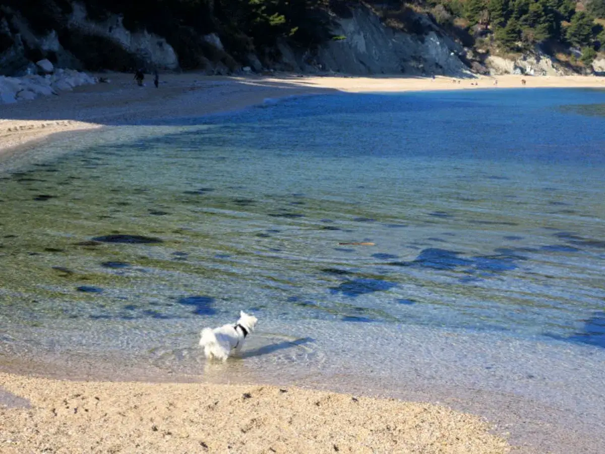Un cane bianco si diverte in acqua su una spiaggia, una delle tante spiagge per cani nelle Marche, con persone sullo sfondo.