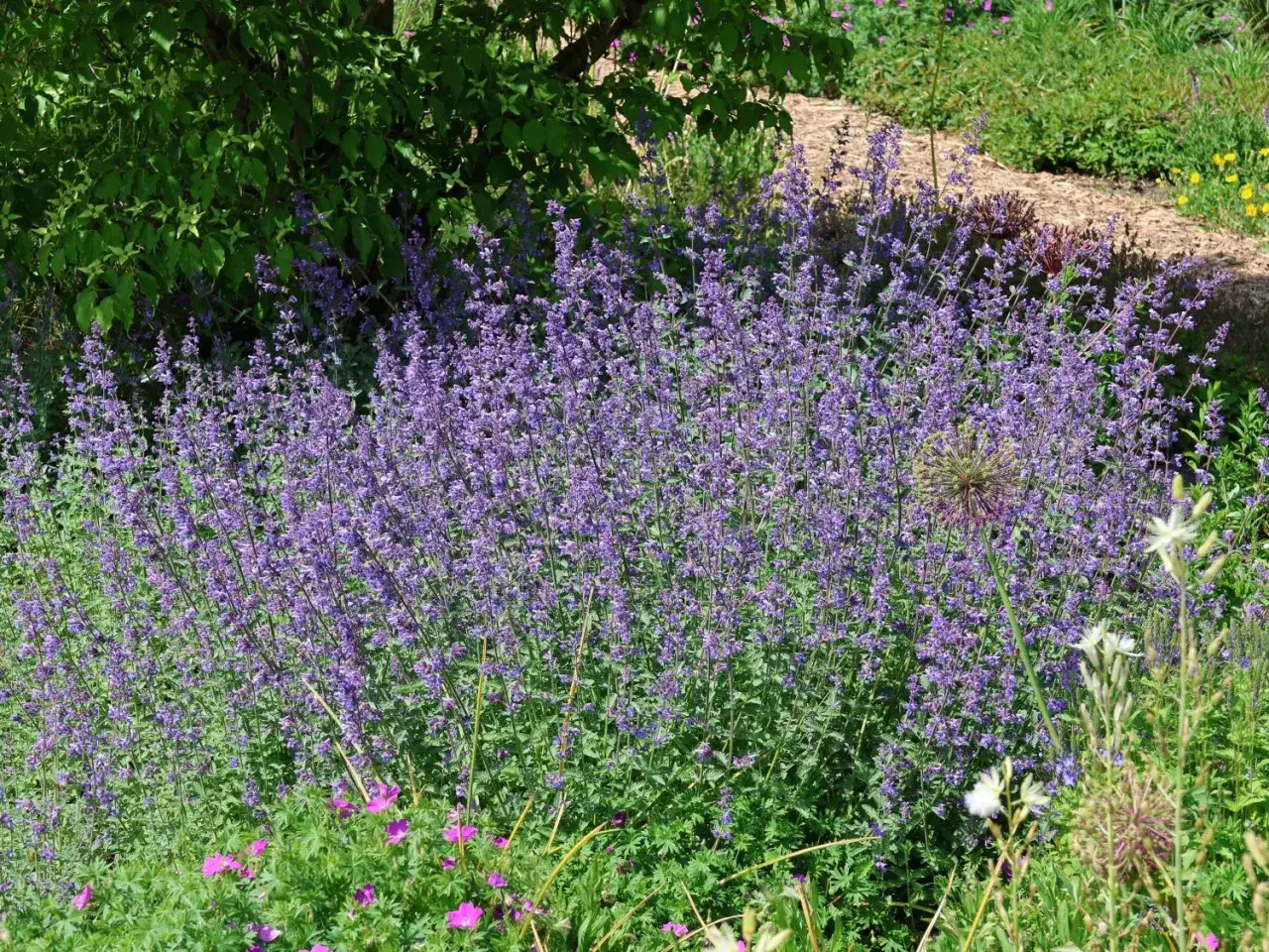 Ein üppiger **katzenminze standort** mit vielen violetten Blüten, umgeben von grünem Laub und anderen Gartenpflanzen.