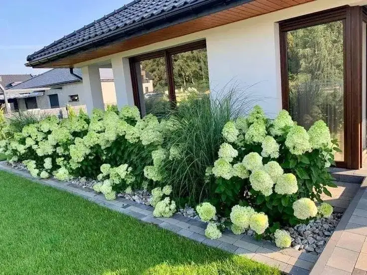 hortensja ogrodowa stanowisko p&oacute;łcień