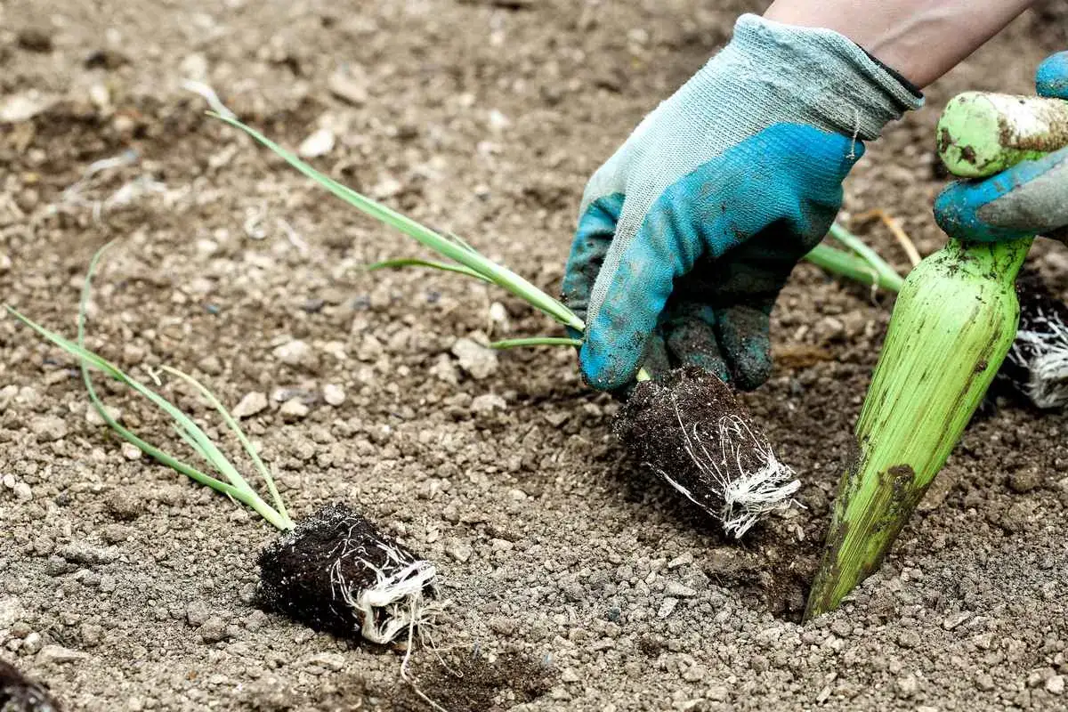 Mains gantées plantant des jeunes poireaux en pleine terre. C'est le bon moment pour savoir quand planter les poireaux d'hiver.
