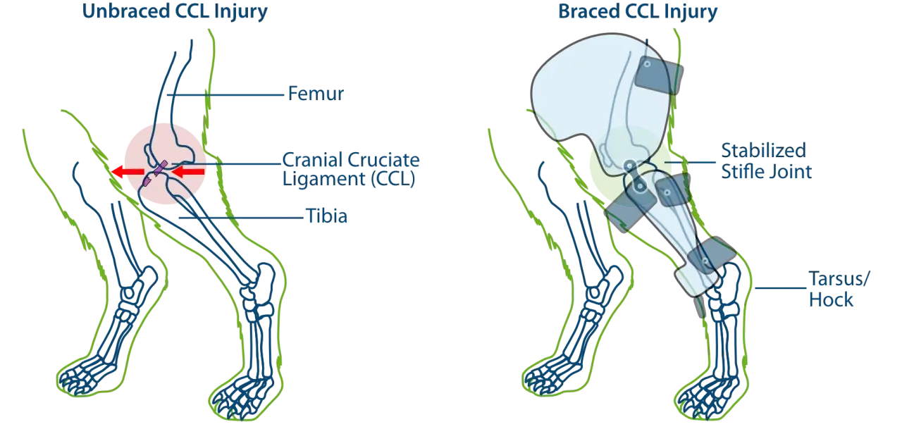 Ilustración comparativa de la rodilla de un perro con ligamento cruzado roto (izquierda) y estabilizada con ortesis (derecha). ¿Operar o no el ligamento cruzado perro?