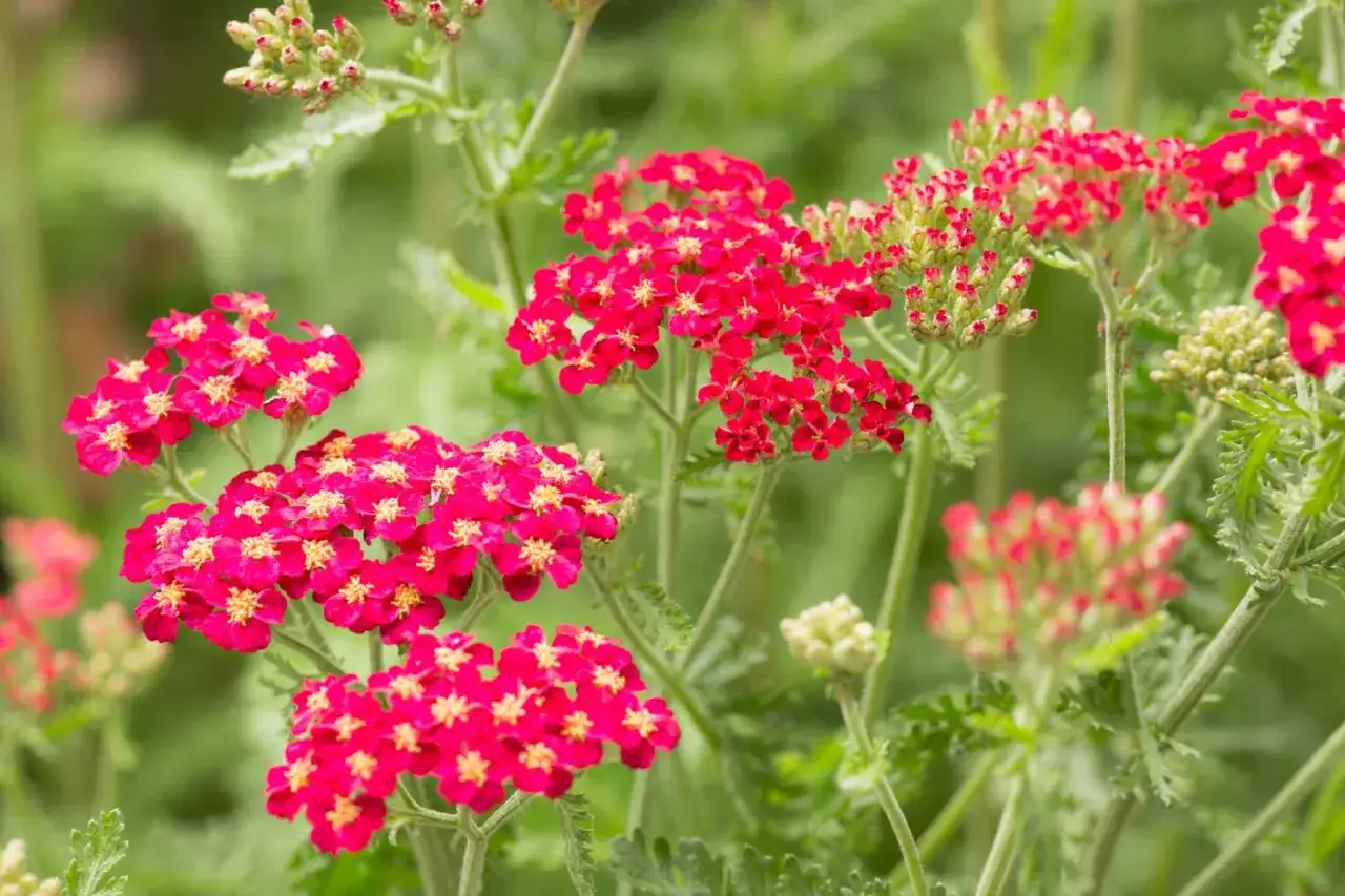 Achill&eacute;e millefeuille rouge vif, attention &agrave; son potentiel invasif.