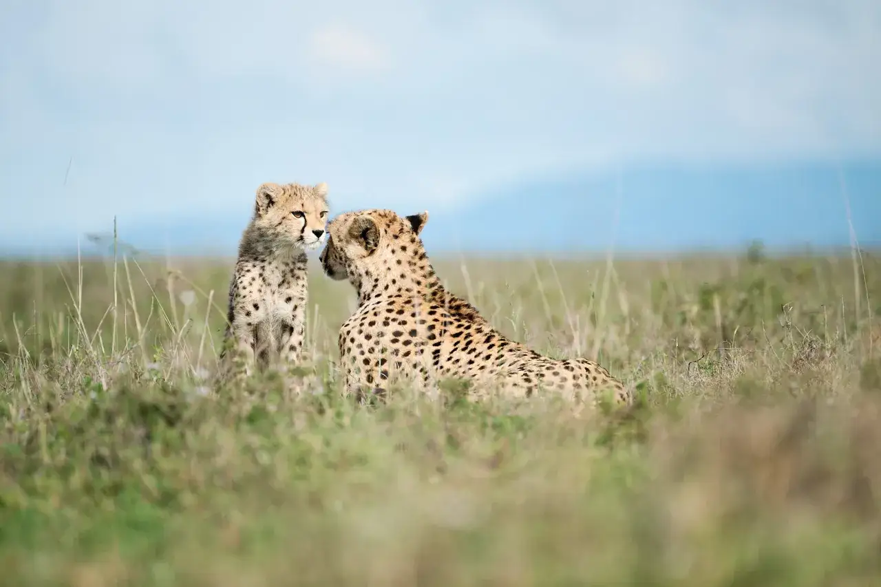 Two cheetah cubs interact in tall grass, a tender moment captured with wildlife photography techniques.
