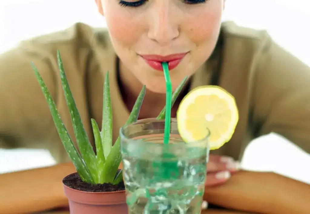aloes roślina i nap&oacute;j zdrowie