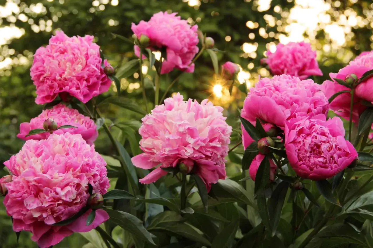 Lush pink peonies bloom in the golden hour. Learn when to cut back peonies for a beautiful garden.