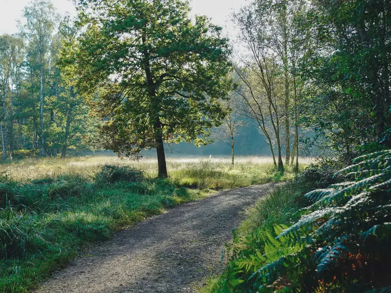 Ein sonniger Weg f&uuml;hrt durch die Ohligser Heide, vorbei an hohen B&auml;umen und &uuml;ppigem Gr&uuml;n.