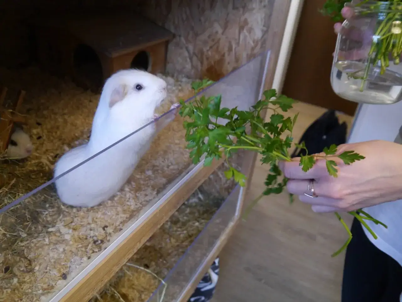 Ein wei&szlig;es Meerschweinchen streckt sich nach Petersilie, die von einer Hand gehalten wird. Dies zeigt eine liebevolle Meerschweinchen Haltung.