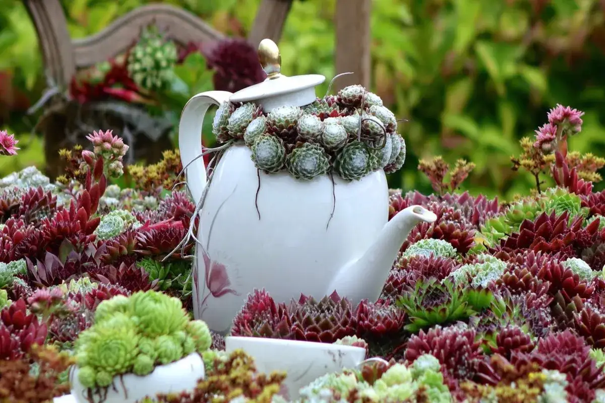 Th&eacute;i&egrave;re blanche remplie de joubarbes, un entretien floral original au milieu d'une mer de succulentes color&eacute;es.